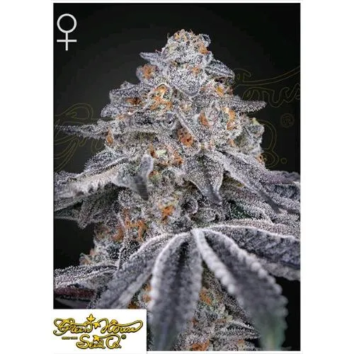 GREEN HOUSE - VELVET MOON FEM - 10 SEMI