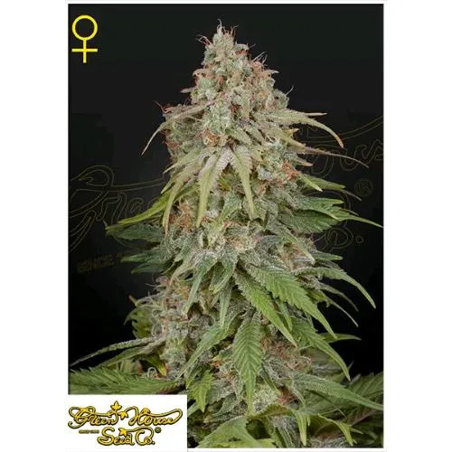 GREEN HOUSE - GH AMNESIA FEM - 10 SEMI