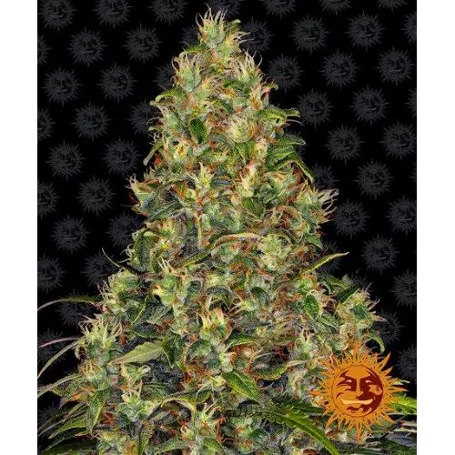 BARNEY'S FARM - AMNESIA HAZE AUTO - 1 SEME