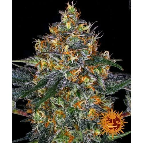 BARNEY'S FARM - MOBY DICK AUTOMATICA - 3 SEMI