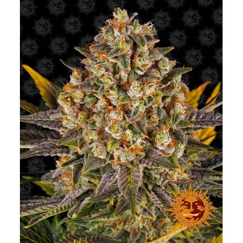 BARNEY'S FARM - BANANA PUNCH FEM - 3 SEMI
