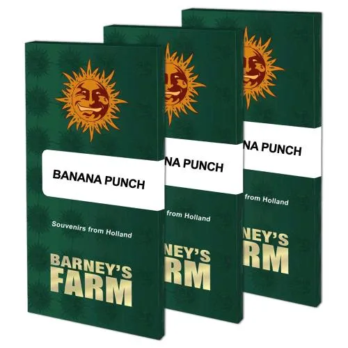 BARNEY'S FARM - BANANA PUNCH FEM - 5 SEMI
