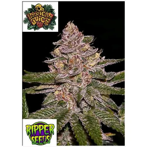 SEMI RIPPER - SUCCO RADICALE FEM - 3 SEMI