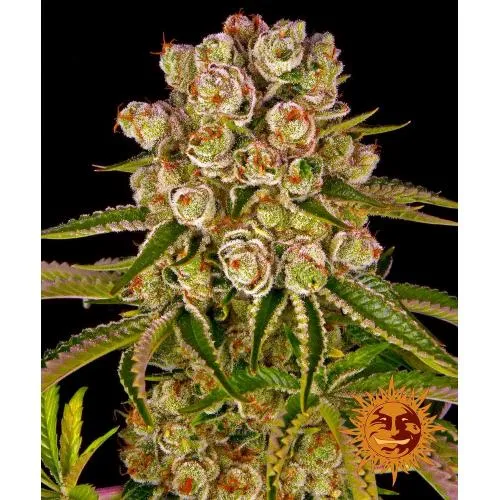 BARNEY'S FARM - KUSH MINTZ FEM - 3 SEMI