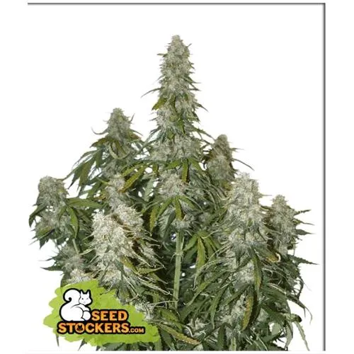 CALZATORE DI SEMI - BIG BUD AUTO - 3 SEMI