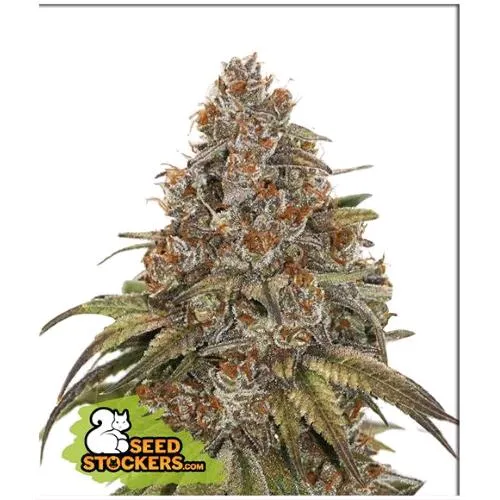 STOCKERS DI SEMI - BLACKBERRY GUM AUTO - 3 SEMI