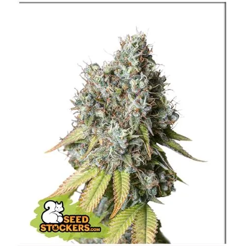 STOCKERS DI SEMI - BRUCE BANNER AUTO - 3 SEMI