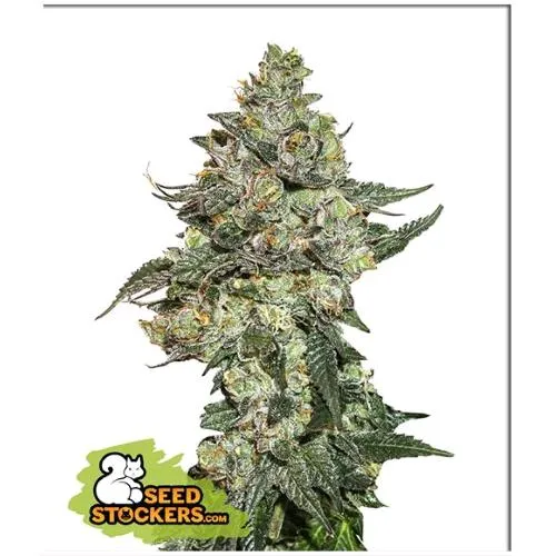 STOCKERS DI SEMI - GIRL SCOUT COOKIES AUTO - 3 SEMI