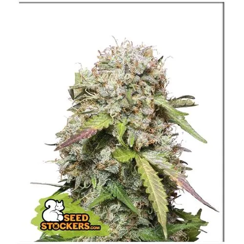 STOCKERS DI SEMI - JACK HERER AUTO - 3 SEMI