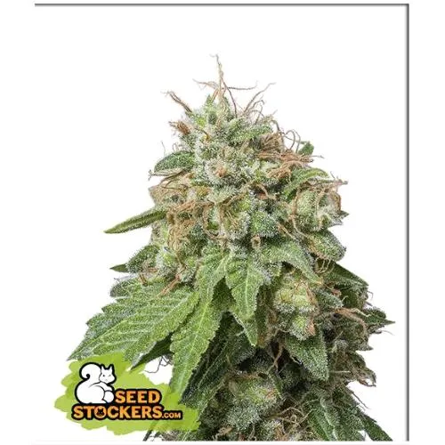 STOCKERS DI SEMI - GREEN CRACK AUTO - 3 SEMI