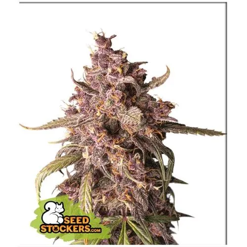 CALZATORE DI SEMI - PURPLE PUNCH AUTO - 3 SEMI