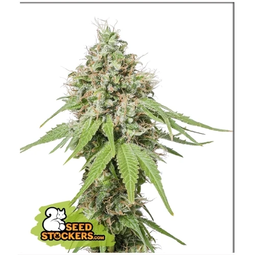 CALZATORE DI SEMI - AK420 FEM - 3 SEMI