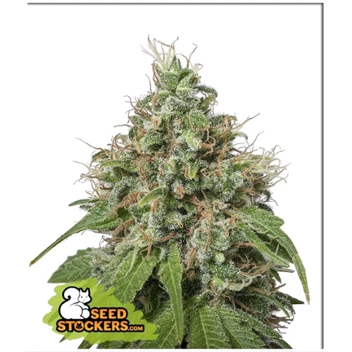 CALZATORE DI SEMI - AMNESIA FEM - 3 SEMI