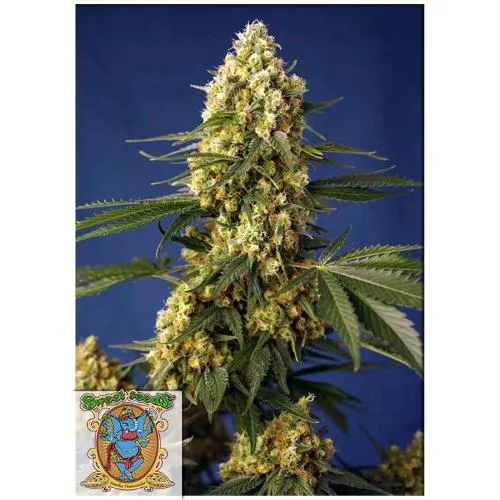 SWEET SEEDS - FRAGOLA BANANA GELATO XL AUTO - 5+2 SEMI