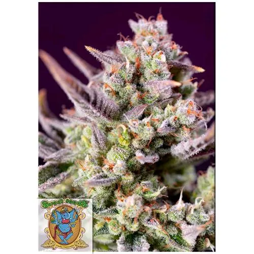 SWEET SEEDS - SWEET ZENZATION XL AUTO - 5+2 SEMI