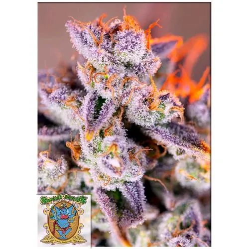 SWEET SEEDS - TROPICANNA POISON XL AUTO - 3+1 SEMI