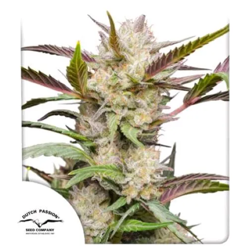 DUTCH PASSION - MIMOSA PUNCH AUTO - 7 SEMI