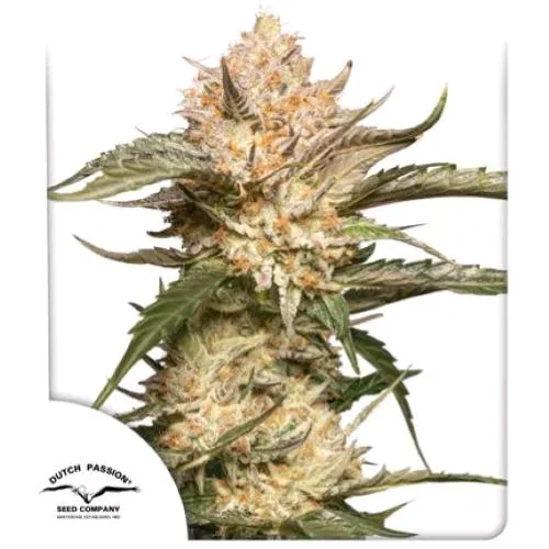 DUTCH PASSION - TRICOMA E CREMA AUTOMATICA - 7 SEMI