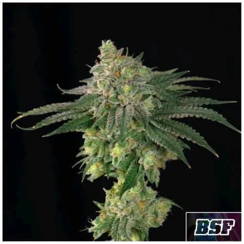 BSF - LEBRON HAZE FEM - 2 SEMI