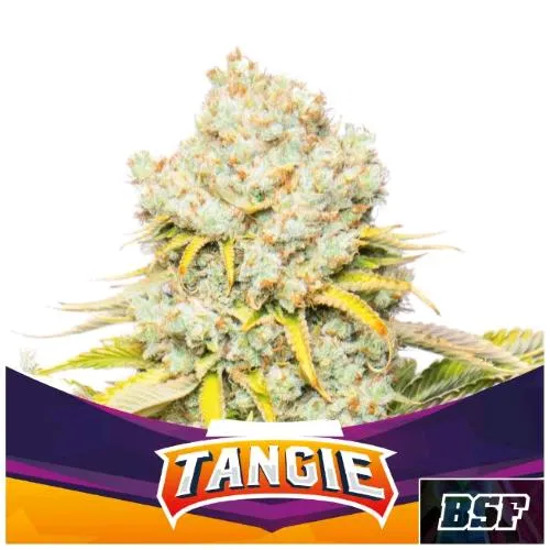 BSF - TANGIE FEM - 2 SEMI