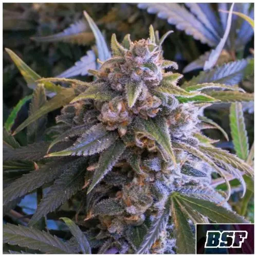 BSF - ANANAS LARRY OG FEM - 4 SEMI