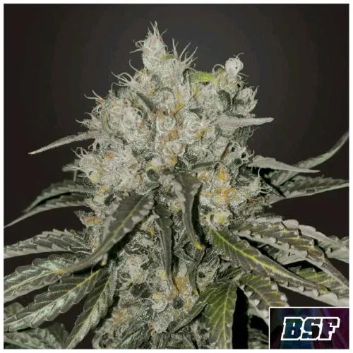 BSF - DOUBLE COOKIES FEM - 12 SEMI
