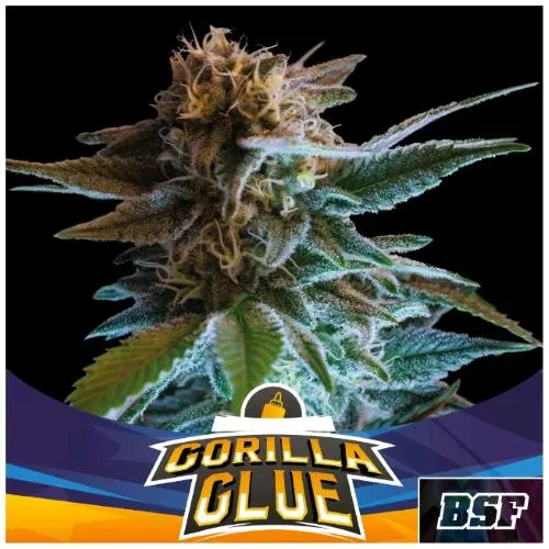 BSF - GORILLA GLUE AUTO - 4 SEMI