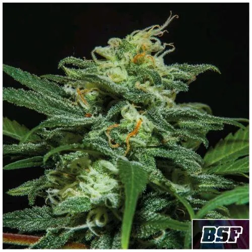 BSF - LEBRON HAZE AUTOMATICA - 4 SEMI