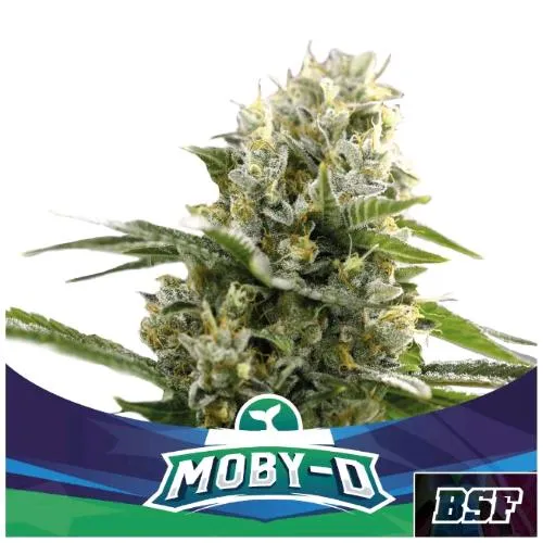 BSF - MOBY-D XXL AUTOMATICA - 7 SEMI