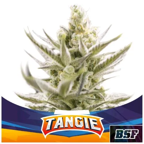 BSF - TANGIE XXL AUTOMATICA - 12 SEMI