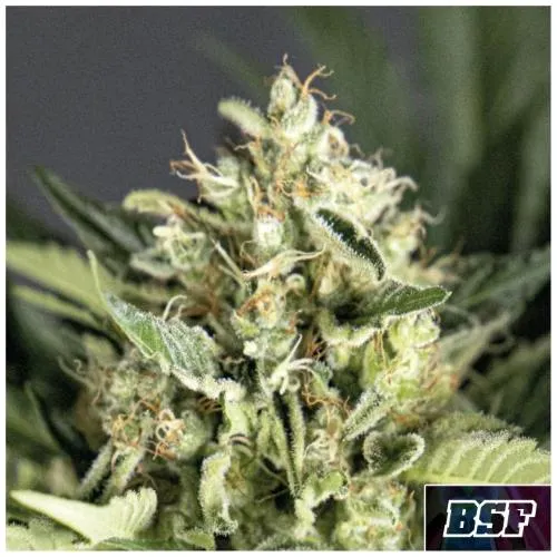 BSF - DOUBLE COOKIES AUTO - 7 SEMI