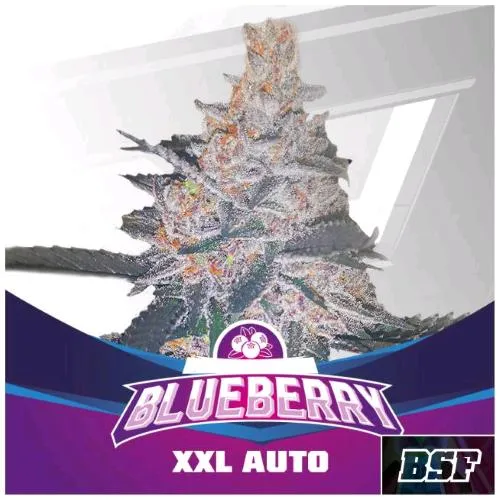 BSF - BLUEBERRY XXL AUTOMATICA - 2 SEMI