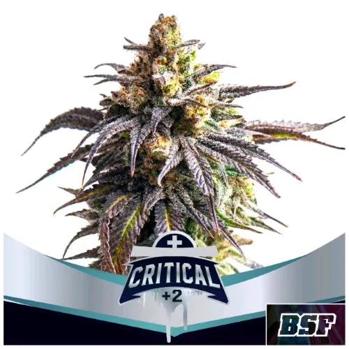 BSF - CRITICAL +2 XXL AUTO - 7 SEMI