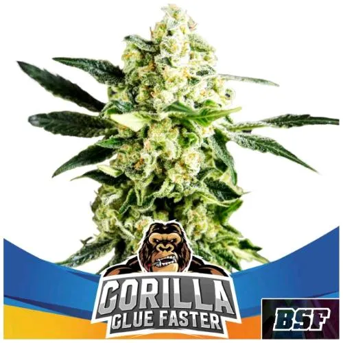 BSF - GORILLA GLUE FAST FEM - 2 SEMI