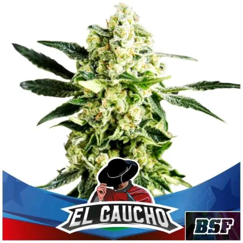 BSF - EL GAUCHO FAST FEM - 4 SEMI
