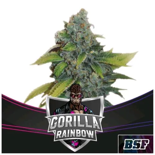 BSF - GORILLA RAINBOW FEM - 2 SEMI