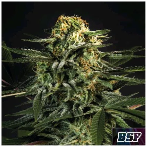 BSF - GREEN TIGER FAST FEM - 4 SEMI