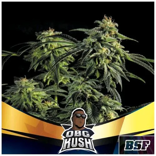 BSF - OBG KUSH FAST FEM - 12 SEMI