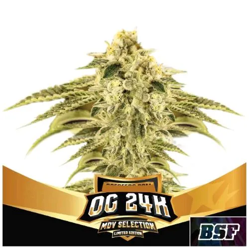 BSF - OG 24K FEM - EDIZIONE LIMITATA - 10 SEMI