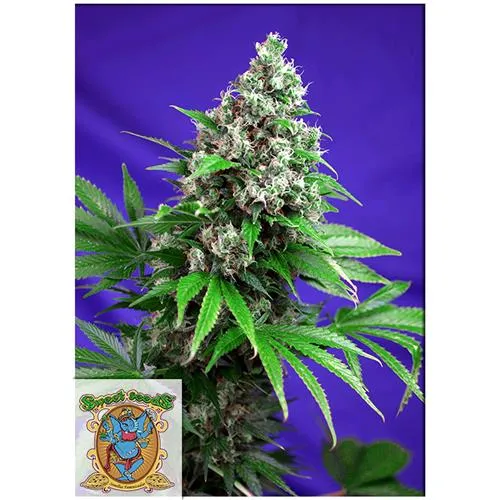 SWEET SEEDS - KILLER KUSH FEM - F1 VERSIONE VELOCE - 100 SEMI ALLA RINFUSA