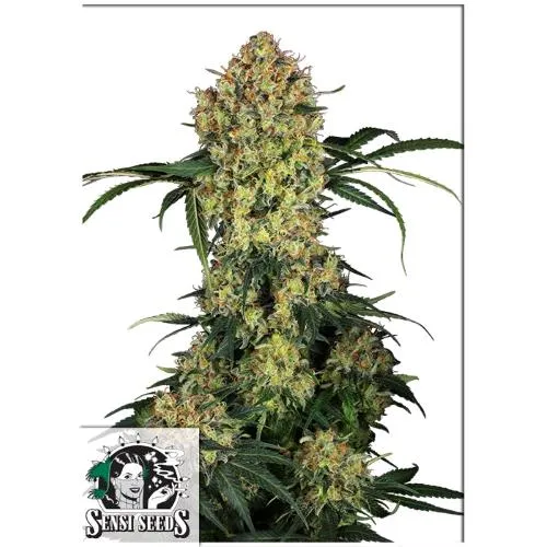 SEMI SENSI - ALOHA OG FEM - 3 SEMI