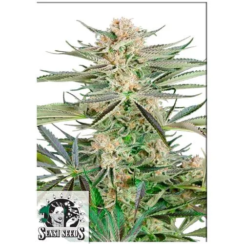 SENSI SEEDS - CACCIAVITE OG FEM - 3 SEMI