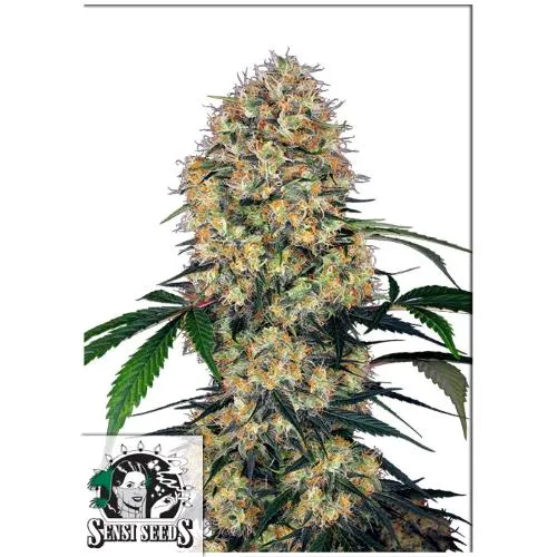 SEMI SENSI - SENSI AMNESIA XXL AUTO - 5 SEMI