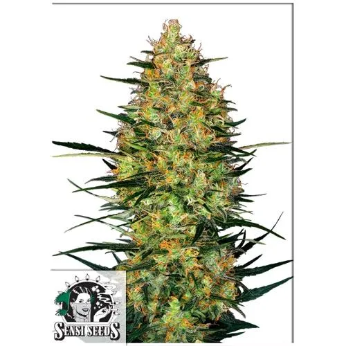 SENSI SEEDS - CARAMELLOW KUSH AUTO - 5 SEMI