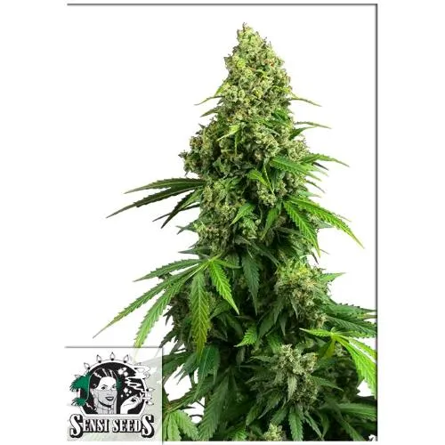 SENSI SEEDS - HONEY MELON KUSH AUTO - 3 SEMI