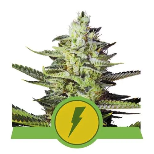 ROYAL QUEEN SEEDS - TRIPLE G AUTO - 3 SEMI - USA PREMIUM