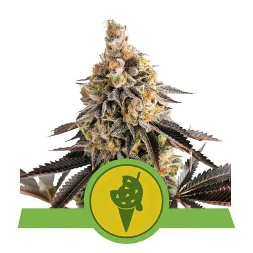 ROYAL QUEEN SEEDS - COOKIES GELATO AUTO - 1 SEME - USA PREMIUM