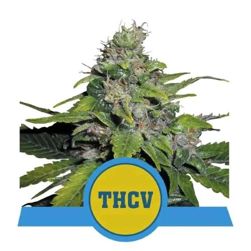ROYAL QUEEN SEEDS - ROYAL THCV - FEM CBD - 1 SEME