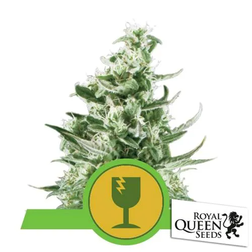 ROYAL QUEEN SEEDS - ROYAL CRITICAL AUTO - 25 SEMI