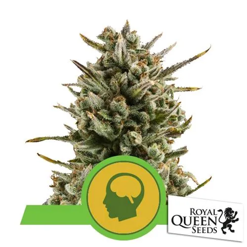 ROYAL QUEEN SEEDS - AMNESIA HAZE AUTO - 25 SEMI